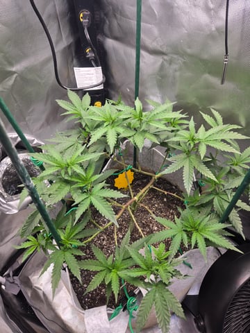 Looking for advice! — vegetative, day 46