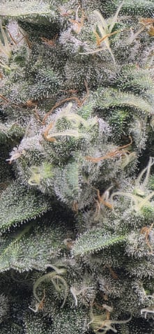 Maple Nectar  — flower, day 82