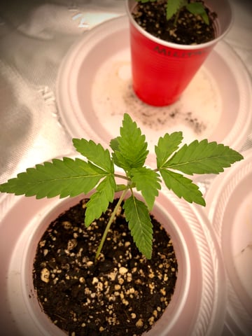 My First Home Grow  — seedling_rooting, day 18