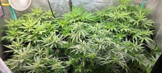 $chooners Grow — flower, day 6