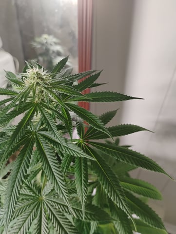 OGGodoe — flower, day 72