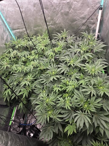 Relentless Genetics Trop Cherry S1 — flower, day 39