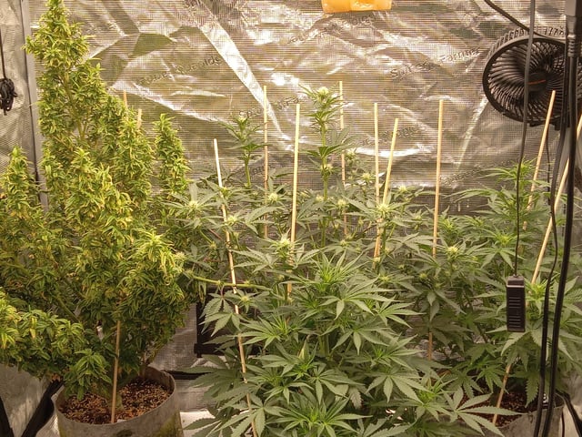 5 Autos — grow_setup, day 13