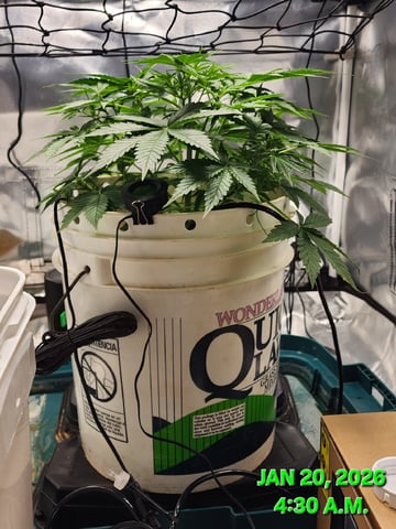 Dos Si Dos. Indica — vegetative, day 26