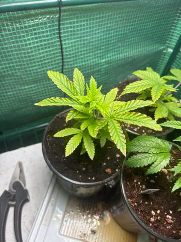 first indoor — vegetative, day 29