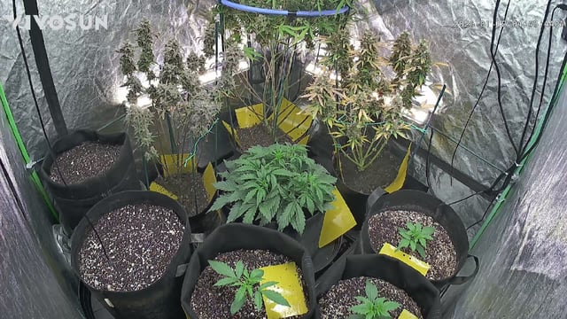 Mixed Grow — flower, day 126