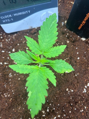 sticking to basics second grow — seedling_rooting, day 7