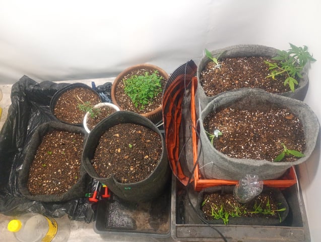 Tia Maria — seedling_rooting, day 2