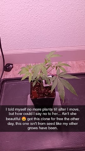 FKAFL — vegetative, day 1
