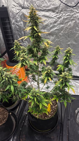 Beginner - My first grow has been an incredible experience so far! — flower, day 87