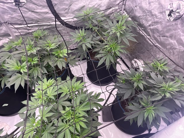 2025-1 — flower, day 35