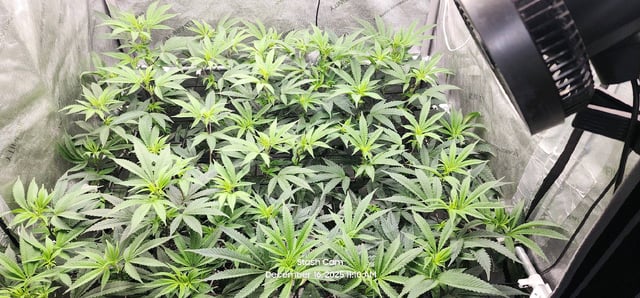 Another Custom Creation — flower, day 80