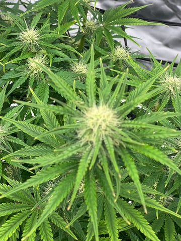 First ever grow — flower, day 1