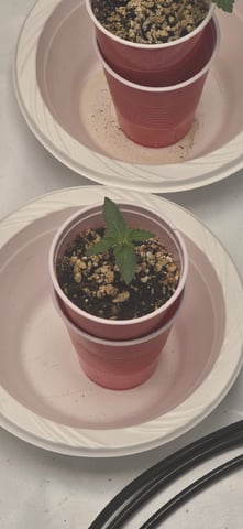 Lime Rian. — seedling_rooting, day 12