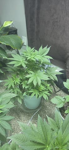 First GROE — vegetative, day 14