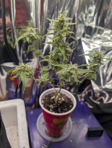 Zkittlez (Auto) — seedling_rooting, day 12