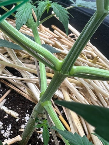 Pine (Auto) 2025 - 0 — flower, day 35