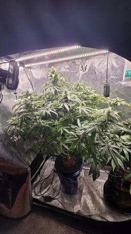 Purple Haze — flower, day 61