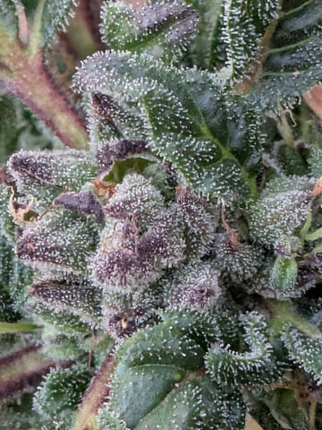 October Start — harvest, day 129