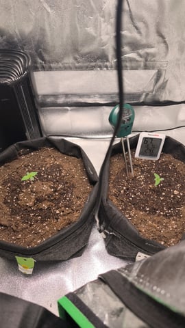 New grow — seedling_rooting, day 5
