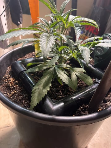 My Devine Conscious  — vegetative, day 401