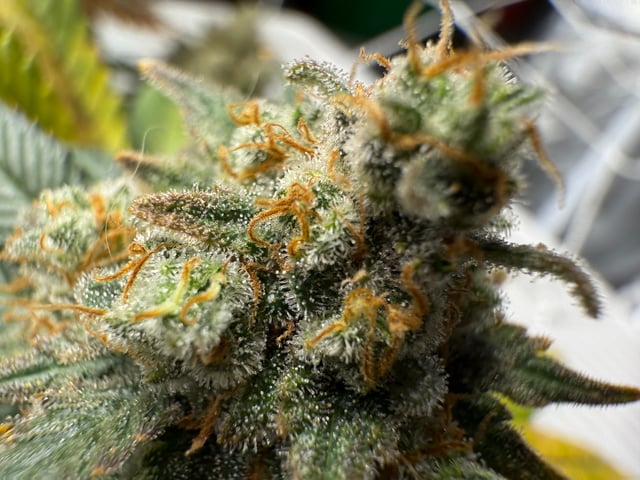 Green Gelato — flower, day 113