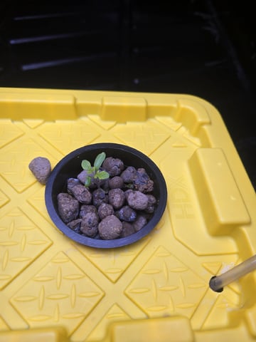 Hydro Roma Tomatoes  — seedling_rooting, day 4