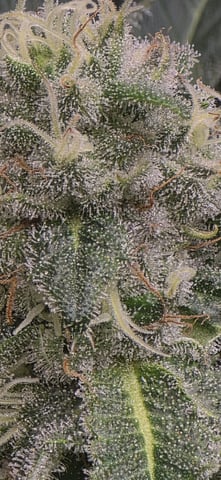 Maple Nectar  — flower, day 76