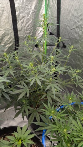 Mixed Grow — grow_setup, day 47