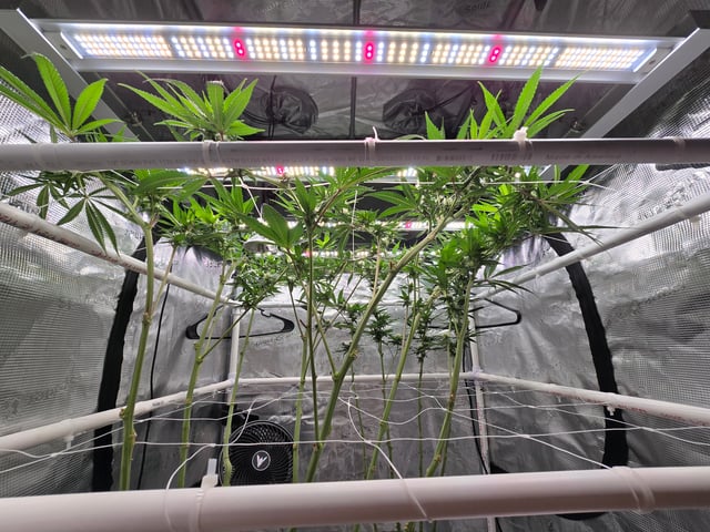 Grow 3 — flower, day 25