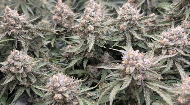 Perpetual Autoflower Mixed Grow #3 — flower, day 65