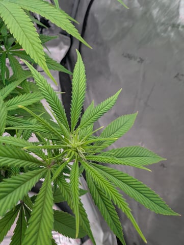 Black African Magic — flower, day 79