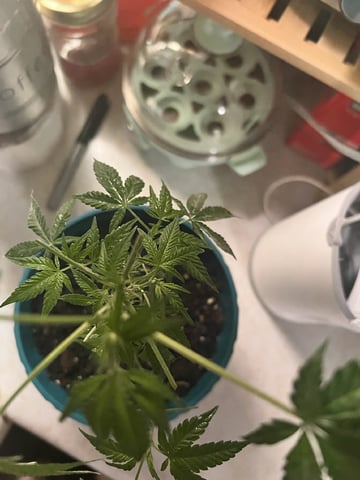 White Widow Auto — flower, day 53