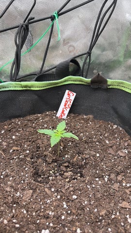 LSD-25 Auto Fastbuds  — grow_setup, day 1