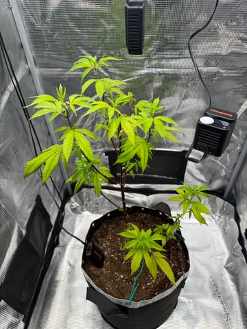  Apple fritter  Clones round two — vegetative, day 117
