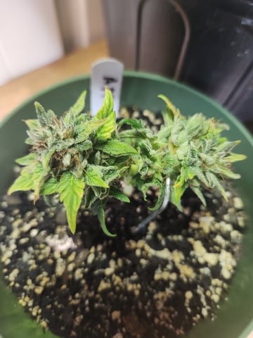 Mephisto Schoolyard Crush Grow-Pop tart OG and Apple Crush — flower, day 74