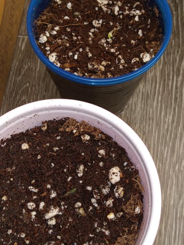 critical purple kush x peyote wifi  in the auto pot system tray 2 grow with added microhazian to the coco coir  — flower, day 91