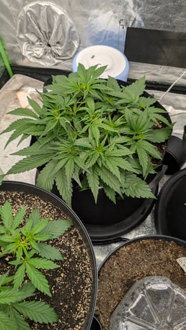 Mixed Grow — grow_setup, day 34