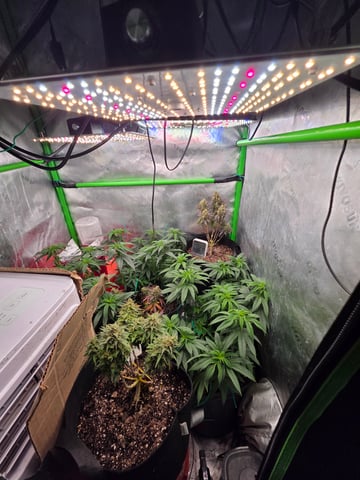 My Second Indoor — vegetative, day 90
