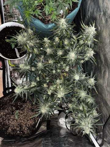 high octane x holy grail  — auto, day 60