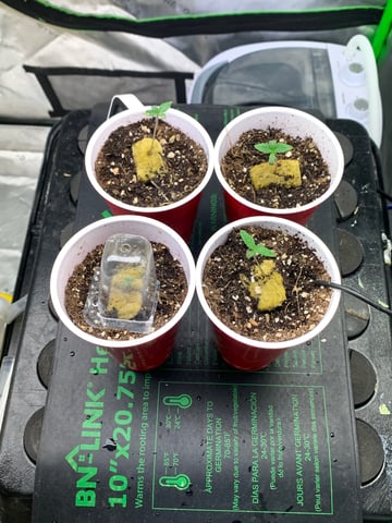 Six  — germination, day 11