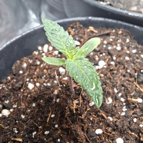 zupreme lime — vegetative, day 4