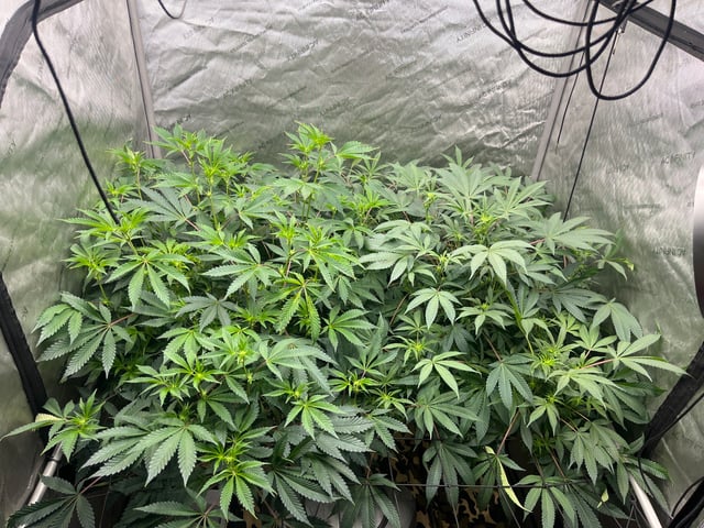 The Bling  — flower, day 86