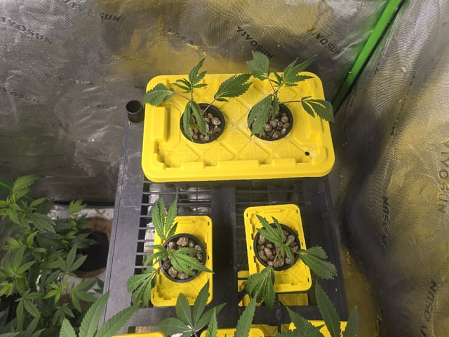 Oceanz 16 Pheno #2 