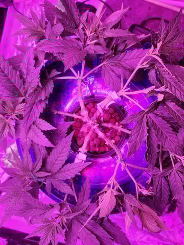 Sour Diesel (started Aug 30th 2025) — flower, day 52