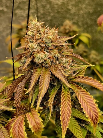 Mandarin Skywalker Crasher — flower, day 116