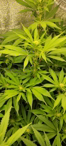 $chooners Grow — flower, day 8