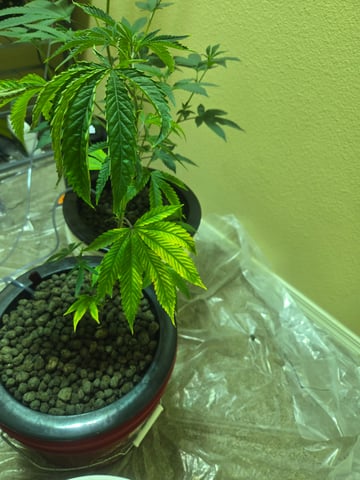 first time closet phx az — vegetative, day 1