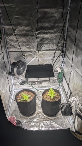 Grow 1 — seedling_rooting, day 20