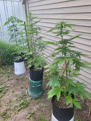 Watermelon Auto